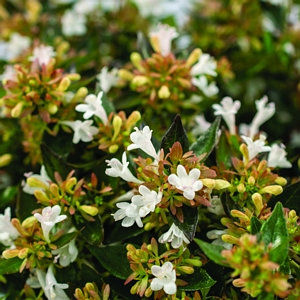 Abelia Apple Perfection